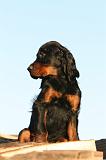 SETTER GORDON 001